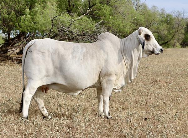 Daughter - LMC KPBR Polled Roxy 25/6 