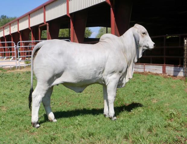 Daughter - LMC LF Polled Vivian 117/2 (PP)