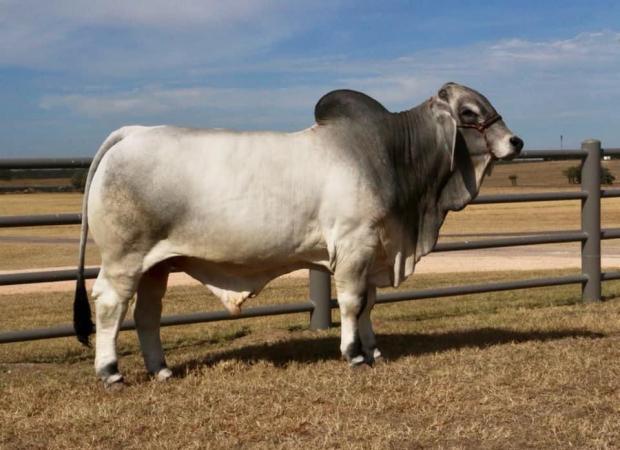 Son - LMC LF Polled Hoss 108/9 (S)