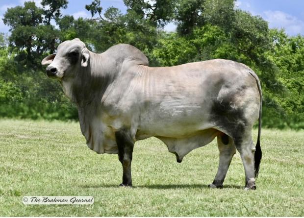 Sire - LMC Polled Ely 69/6 (PP)