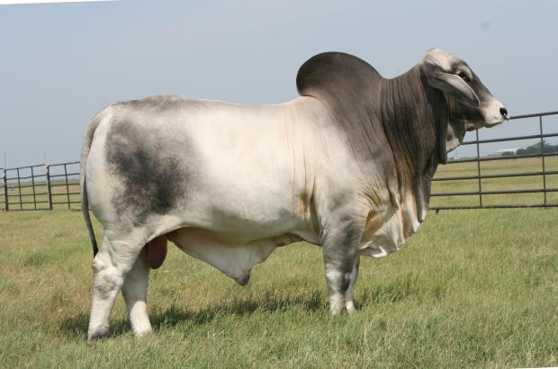 Sire - LMC Polled Sambo 45/0 (P)