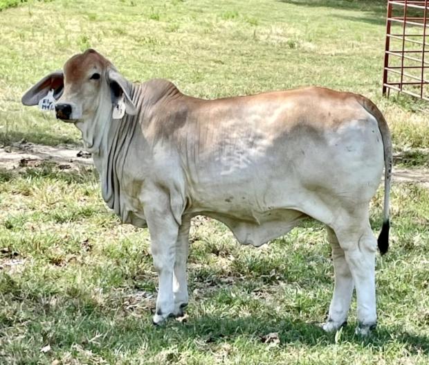 Daughter - 3rd Gen HOMOZYGOUS POLLED 