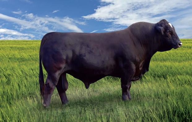 Sire - 6GLMC Rajin Cajun is one of the best 3/4 bulls of all time. Semen is available.