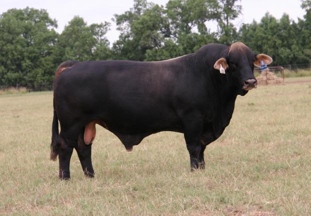 Maternal grand sire - LMC Smokem