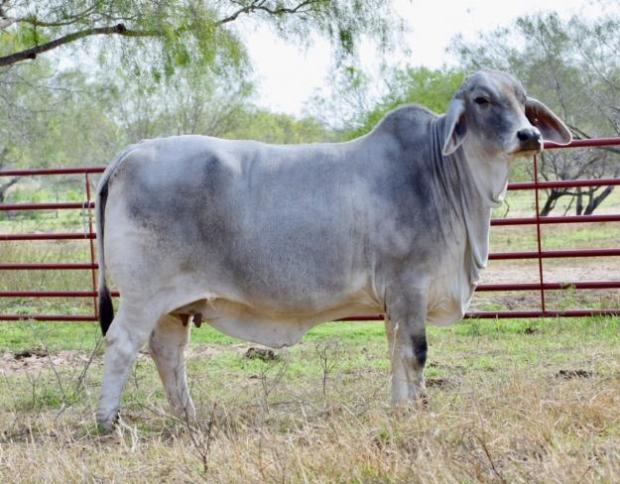 $44,000 dam to Emma – Miss SRS Polled Katie