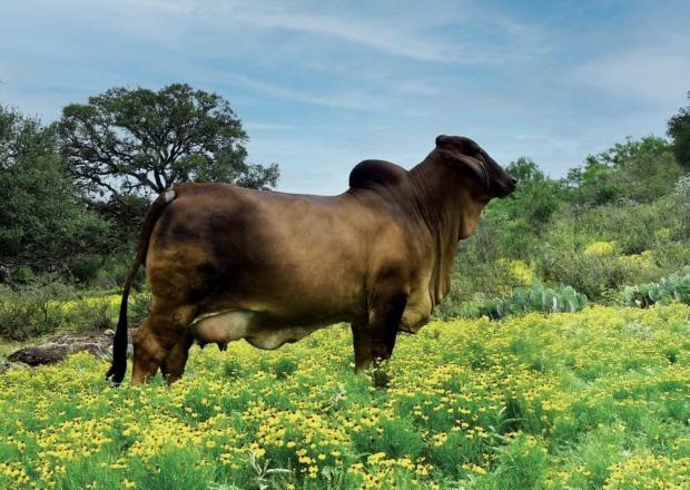 Daughter of Mandy Rojo who was Premier Cow of Florida