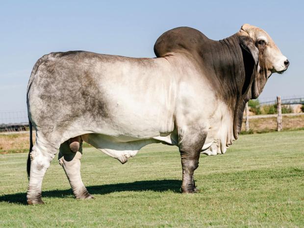 Sire: Mr. V8 179/8 “Big Mack”