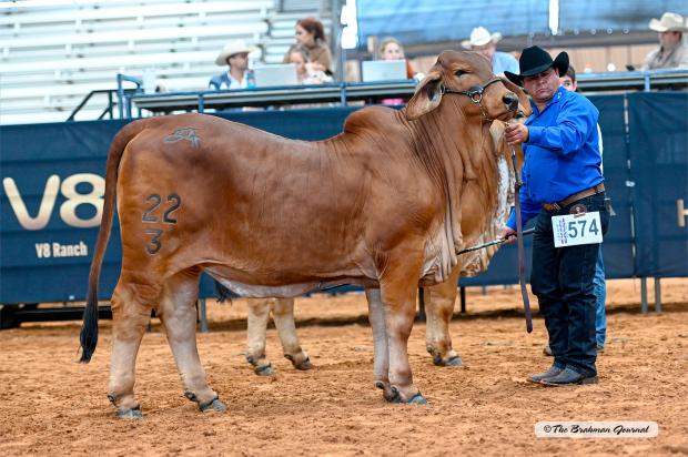 :  Flushmate – 2023 National Reserve Calf Champion