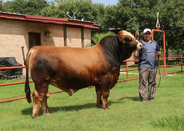 Sire - Rafa is one of the best looking bulls in Mexico with our compadre Hernando Guerra