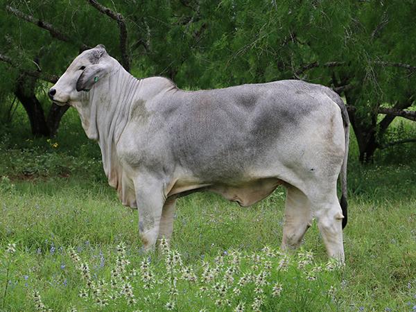 Maternal sister by LMC Polled Future