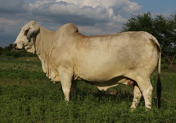 Dam - Register of Renown "Samantha" - our HERD MATRIARCH