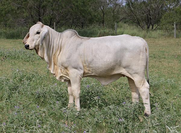 typical LMC Polled Samson daughter