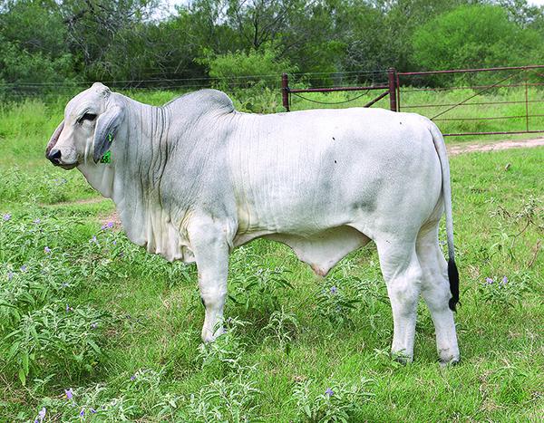 Polled Samson son - LMC Polled Pops - maternal sib to LMC Polled Authority