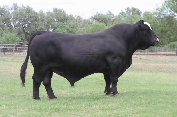 Sire - 2009 Reserve National Champion