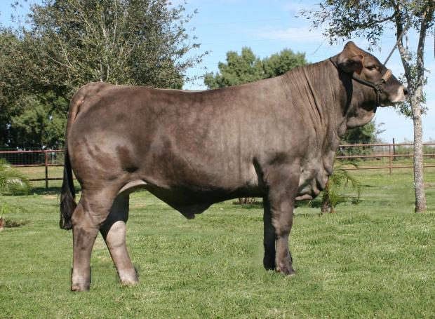 Champion Steer that was a full sib to dam