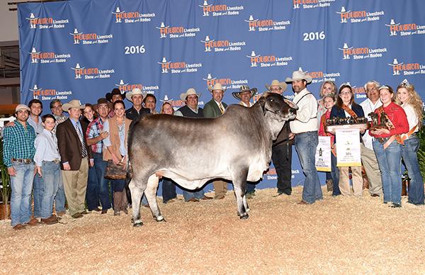 Dam - LMC Polled Passion - 2016 Reserve International Champion