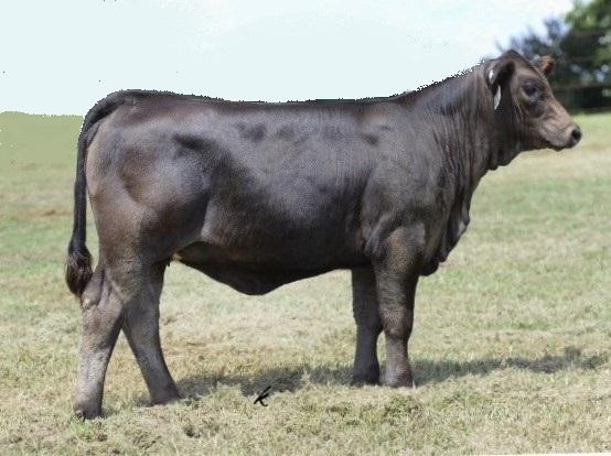 LMC SCC Yolanda - Maternal sister that recently sold for $26,000 