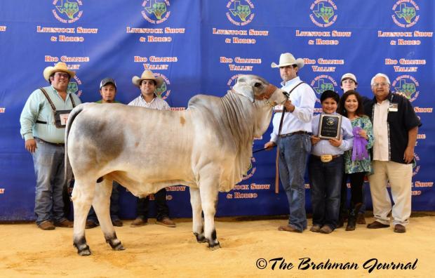 Full brother - LMC LF Polled King - RGV Grand Champion Bull