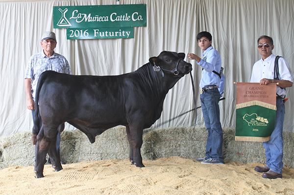 Champion Maternal brother sired by National Champion % Bull LN LMC 12th Man