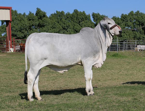 179-4 LMC LF Polled Madison daughter and future donor for La Muneca-Flores