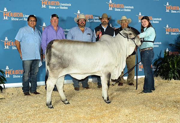 Full sister and top selling heifer at Houston ABBA Sale now owned by Kylie Sellman