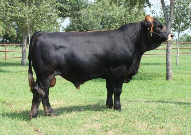 Sire - LMC LF Goliath at 10 mos. of age