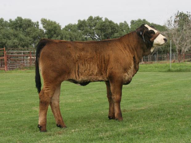 LMC Audrey A 164 - maternal sister owned with Mia Barba