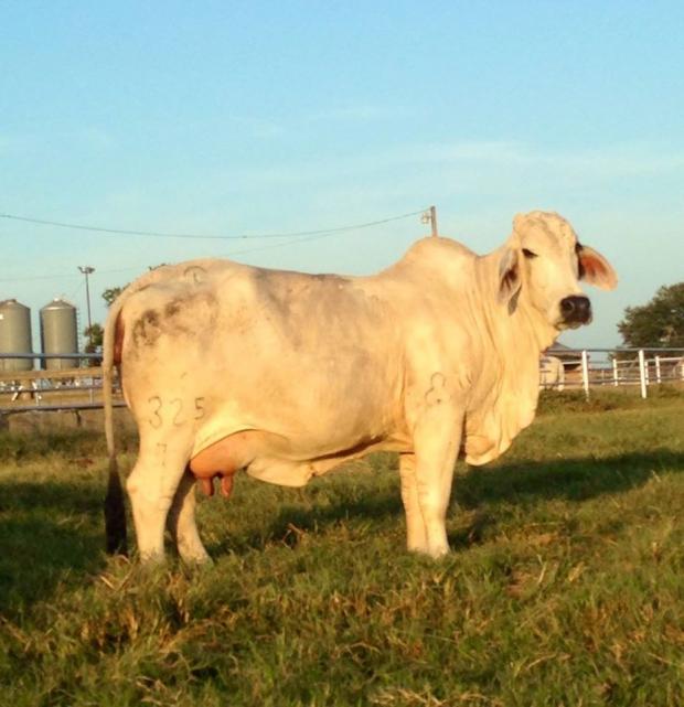 JDH Lady Jonita Manso 325/7, Dam of Lot 13