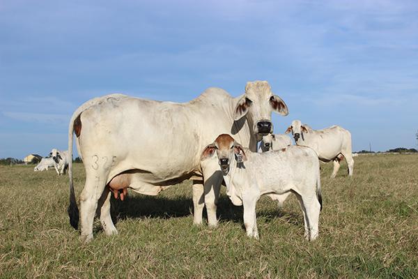 JDH Lady Jonita Manso 325/7 picture with her October 2015 calf.  This is her 7 consecutive natural born calf.