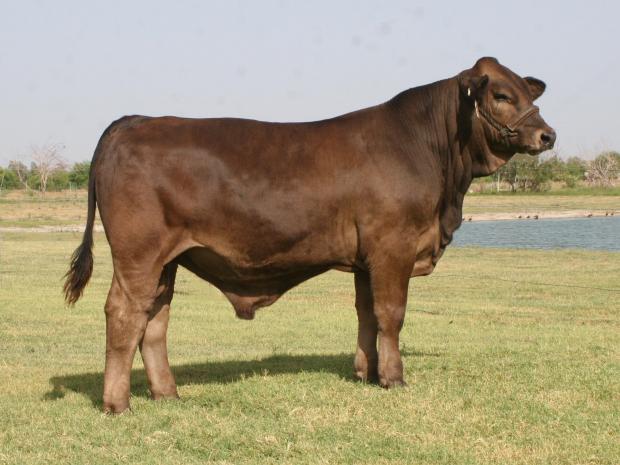 Sire of lots 32-35 - LMC LF Revelee at nine months of age