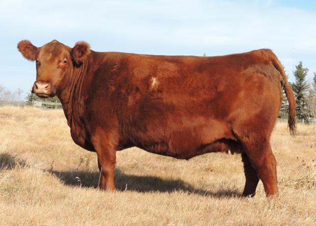 Dam: Red Northline Reba 341S