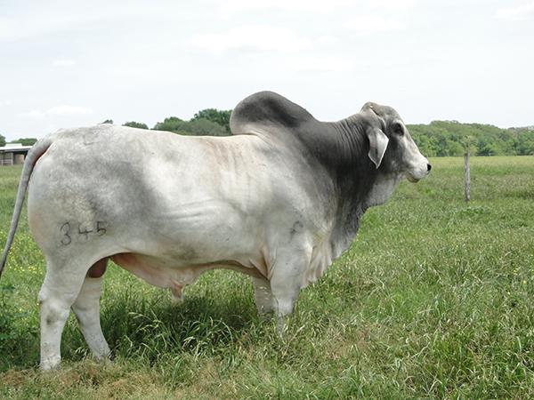 Sire - JDH MR MANSO 345