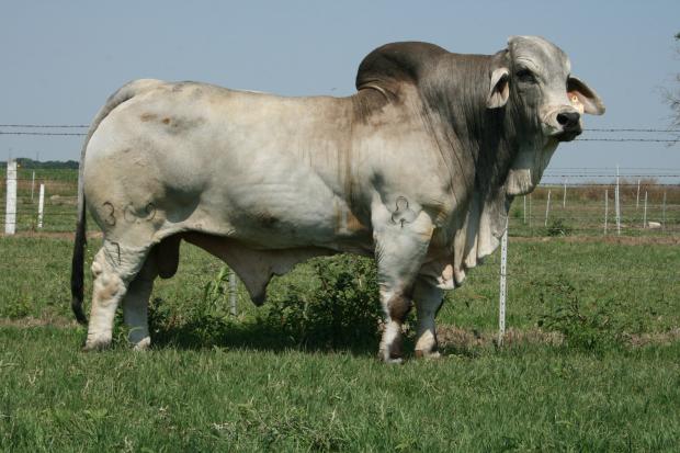 Sire: JDH Sir Corona Manso 369/7