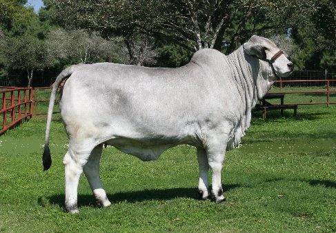 Champion daughter - LMC Polled Goodness owned with La Reina Cattle Co.