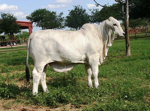 LMC Polled Doble is a full brother x full sister mating