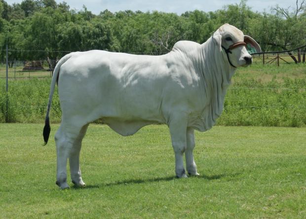 full sister - LMC Polled Baby Doll - dam of LMC Polled Doble