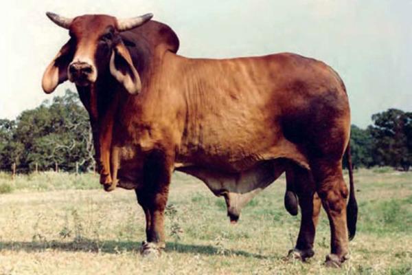 +Mr. 3X Maxmillion-aire 56, a leading herdsire in the Red Brahman world and sire of VL Elena 5/18