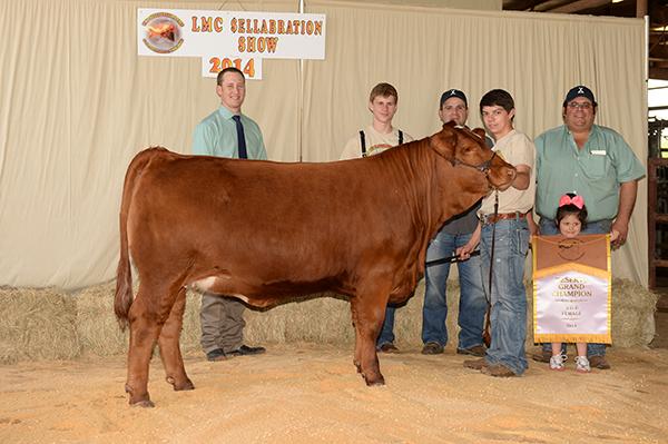 Daughter - Many times champion Simbravieh heifer for Tristan Chapa