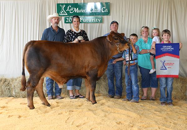 Son - Champion Simbravieh steer for Kace Owen