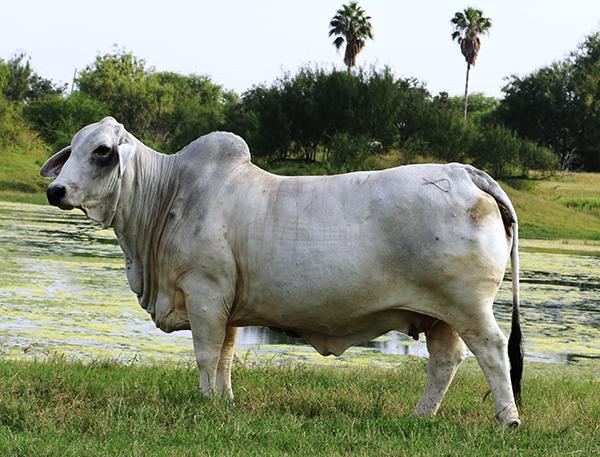 Samantha is the Register of Renown dam of LMC Polled Samson