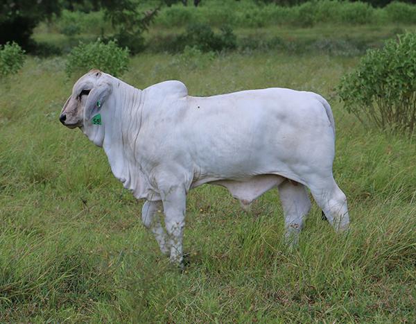 Polled Samson that is a maternal brother to LMC Polled Authority