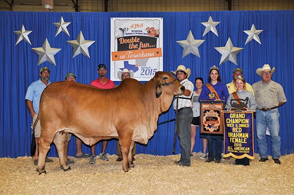 015 All American Grand Champion B/O , CT Lady Captain Rhineaux 5/13