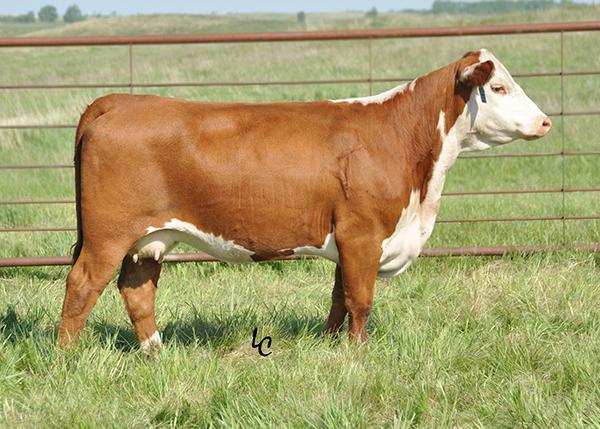 TH 122 71I DOMINETTE 512X ET - Dam of Playmaker