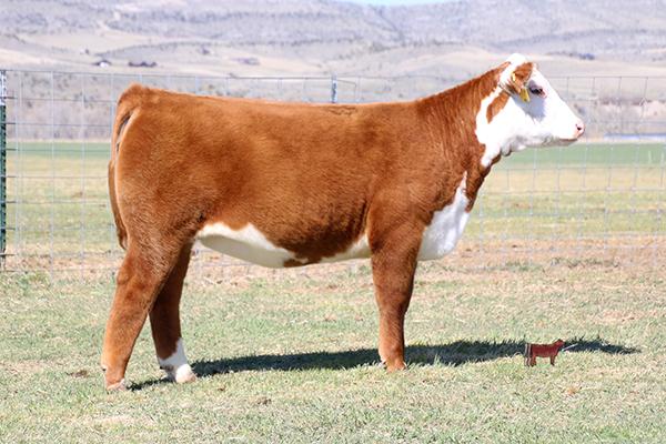 Lot 4 - Full Sib to Embryos