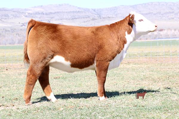 Lot 5 - Full Sib to Embryos