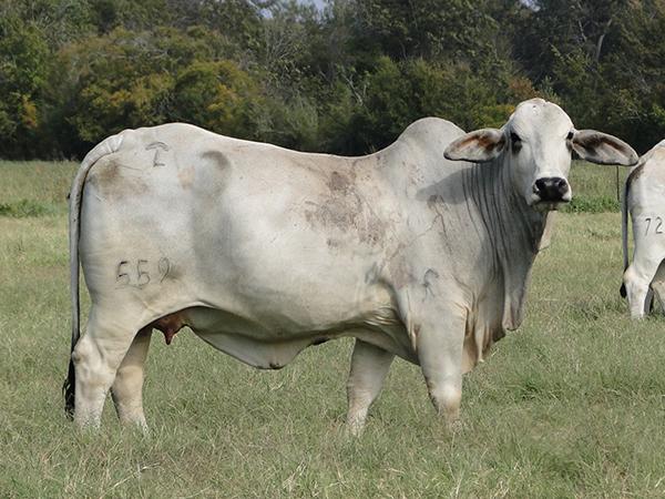 Sire - JDH LADY MANSO 559