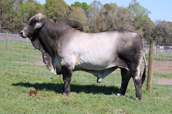 Sire - Mr. V8 564/6