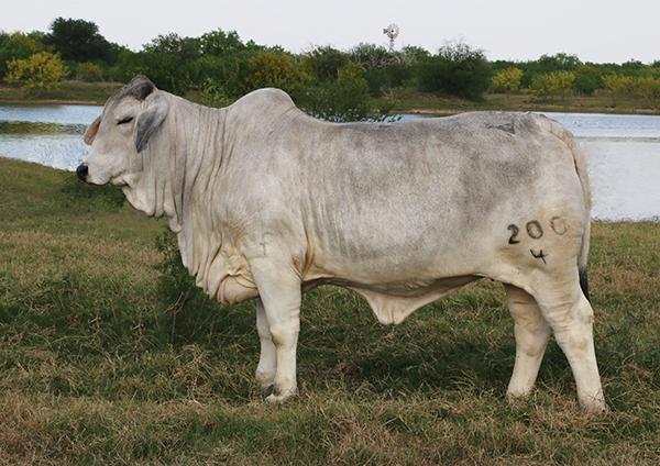 Dam - Polled Champion JDH Atlas daughter