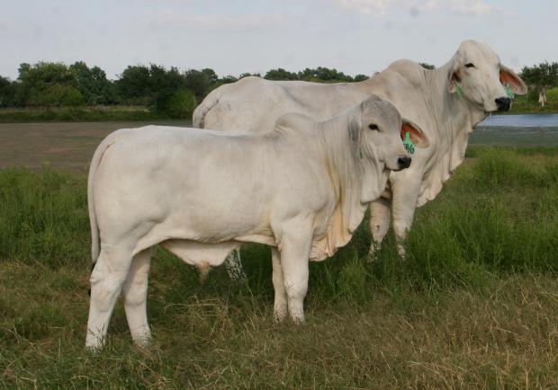 LMC Polled Rock as a calf