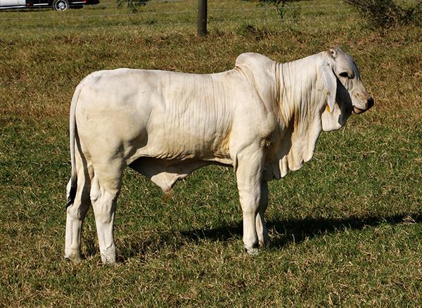 Polled Rock son out of a JDH Avery daughter